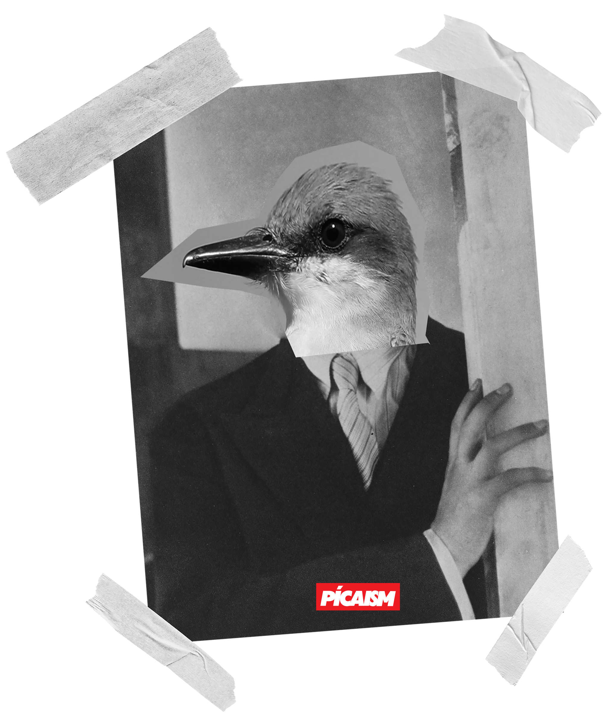 Pitirre Picaism (T-shirt)